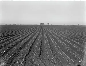 Furrows Prints: Large scale, commercial agriculture