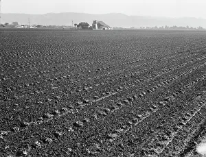 Furrows Prints: Large scale, commercial agriculture