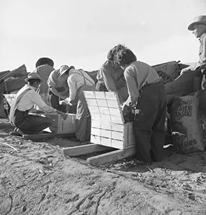 Large-scale industrialized agriculture, Calipatria, Imperial Valley, California, 1939. Creator: Dorothea Lange