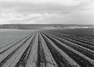 Large-scale pea fields, near San Juan Bautista, California, 1939. Creator: Dorothea Lange