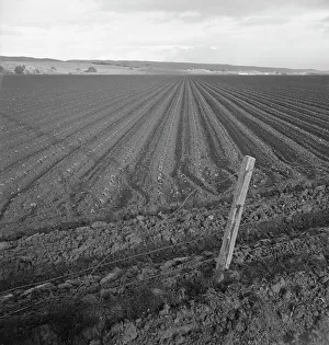 Peas Prints: Large-scale pea fields, near San Juan Bautista, California, 1939. Creator: Dorothea Lange