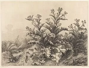 Blery Eugene Stanislas Alexandre Gallery: Large Thistle, 1843. Creator: Eugene Blery