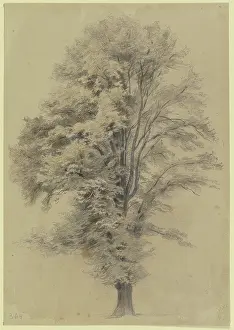Large tree, c1830-1880. Creator: Jakob Dielmann