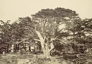 The Largest of the Cedars, Mount Lebannon, 1857. Creator: Francis Frith