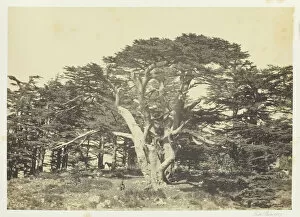 Francis Frith Gallery: The Largest of the Cedars, Mount Lebanon, 1857. Creator: Francis Frith