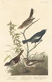 Lark Finch, Prairie Finch and Brown Song Sparrow, 1837. Creator: Robert Havell