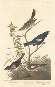 Finch Prints: Lark Finch, Prairie Finch and Brown Song Sparrow, 1837. Creator: Robert Havell