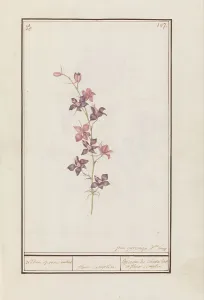 Larkspur Prints: Larkspur (Consolida), 1790-1799. Creator: Jan Garemijn