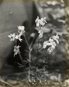 Larkspur Prints: Larkspur (delphinium), between 1915 and 1935. Creator: Frances Benjamin Johnston