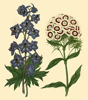 Perennial Prints: Larkspur and Sweet William: Delphinium elatum and Dianthus barbatus, 1805, (1946)
