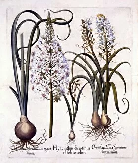Medicinal Gallery: Late Hyacinth and Star-Of-Bethlehem, from Hortus Eystettensis, by Basil Besler (1561-1629), pub