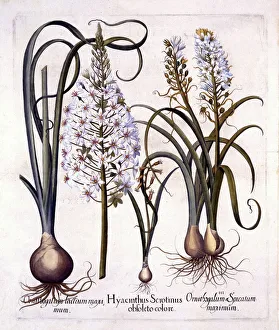 Late Hyacinth and Star-Of-Bethlehem, from Hortus Eystettensis Late Hyacinth and Star-Of-Bethlehem, from Hortus Eystettensis