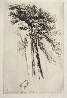 1818 1910 Prints: The Latest Tree, 1882. Creator: Francis Seymour Haden (British, 1818-1910)
