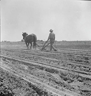 Furrows Prints: Between Laton and Fowler, central San Joaquin Valley
