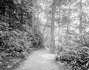 Springs Prints: Laurel Lane, White Sulphur Springs, W. Va. c.between 1910 and 1920. Creator: Unknown
