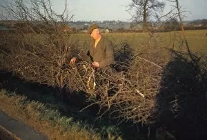 Laying Gallery: Laying a Hedge using a Billhook, Yorkshire, England, c1960. Artist: CM Dixon