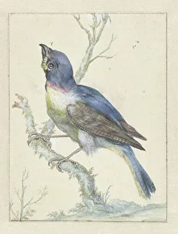 Jan Weenix Prints: Lazuli Bunting, c.1670-c.1719. Creator: Jan Weenix