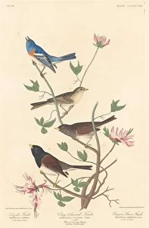 Finch Prints: Lazuli Finch, Clay-colored Finch and Oregon Snow Finch, 1837. Creator: Robert Havell