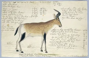Ruminant Prints: Lcelaphus buselaphus caama (Hartebeest), 1777-1786. Creator: Robert Jacob Gordon