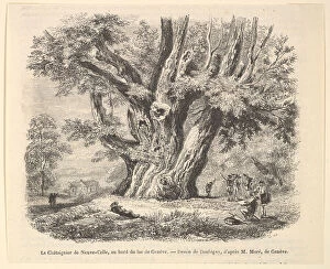 Chestnut Tree Collection: Le Chataignier de Neuve-Celle, au bord du lac de Geneve, after Daubigny