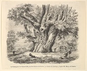 Metropolitan Mus Prints: Le Chataignier de Neuve-Celle, au bord du lac de Geneve, after Daubigny