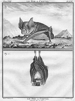 Chiroptera Collection: Le Fer-A-Cheval & Le Fer-A-Cheval suspendu par les pieds, c1763