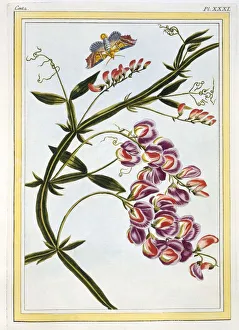 Le Grand Lathyre (Everlasting Sweet Pea), pub. 1776. Creator: Pierre Joseph Buchoz (1731-1807)