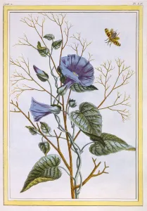 Stem Prints: Le Grand Liseron Violet (Convovlus), pub. 1776. Creator: Pierre Joseph Buchoz (1731-1807)