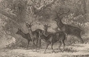 Le harde. Creator: Karl Bodmer