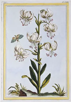 Pierre Joseph Buchoz 1731 1807 Prints: Le Martagan Blanc, pub. 1776. Creator: Pierre Joseph Buchoz (1731-1807)