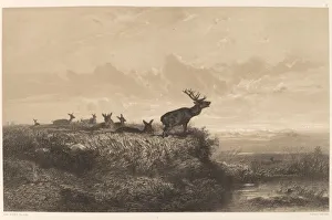 Bodmer Karl Prints: Le Matin. Cerf et Biches. Creator: Karl Bodmer