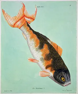 Carp Prints: Le Noriroux, 18th century. Artist: Francois Nicholas Martinet