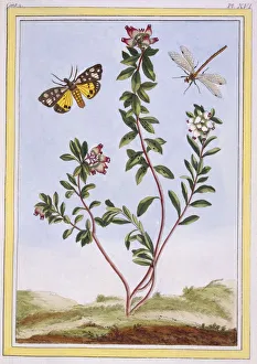 Le Petit arbousier des Aples (Mountain heather), pub. 1776. Creator: Pierre Joseph Buchoz Le Petit arbousier des Aples (Mountain heather), pub. 1776. Creator: Pierre Joseph Buchoz