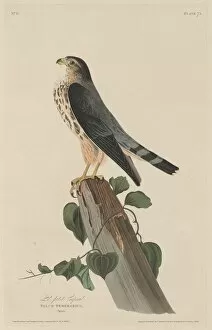 Falcon Collection: Le Petit Caporal, 1829. Creator: Robert Havell