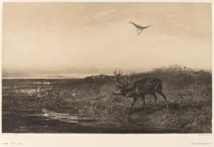 Ardeidae Gallery: Le Soir. Cerf et Herons. Creator: Karl Bodmer