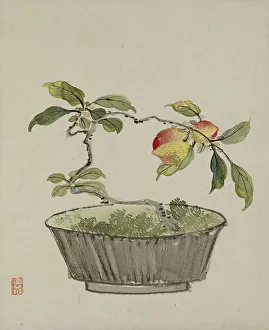 Houseplant Prints: Leaf from Album Depicting Birds