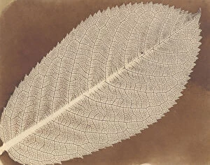 Calotype Negative Collection: [Leaf], ca. 1839. Creator: William Henry Fox Talbot