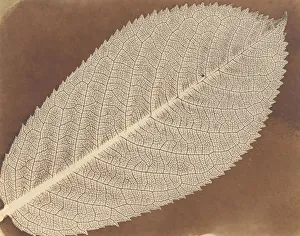Fox Talbot Prints: [Leaf], ca. 1839. Creator: William Henry Fox Talbot