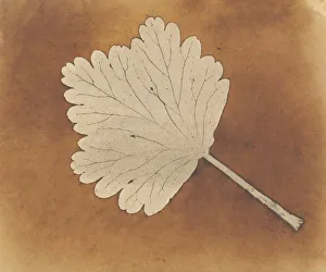 Fox Talbot Prints: [Leaf], ca. 1840. Creator: William Henry Fox Talbot