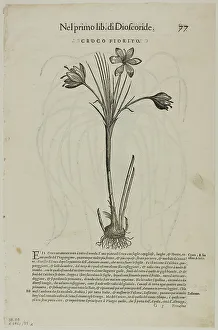 Woodcut On Paper Prints: Leaf from Discorsi by Petrus Andreas Matthiolus