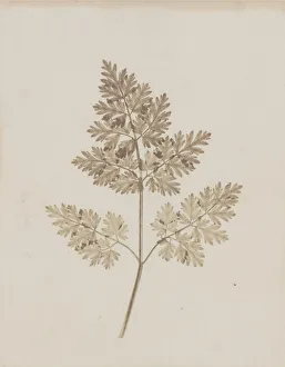 Fox Talbot Prints: Leaf of a Plant, before February 14, 1844. Creator: William Henry Fox Talbot