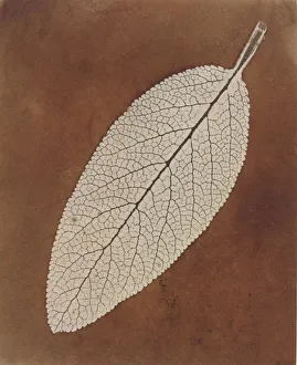 Fox Talbot Prints: Leaf Study, 1839 / 1840. Creator: William Henry Fox Talbot
