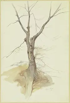 Tree Trunk Prints: Leafless tree, 1846. Creator: Stephan Rauh