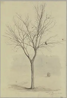 Wove Paper Prints: Leafless tree with birds, 1860. Creator: Hans Thoma