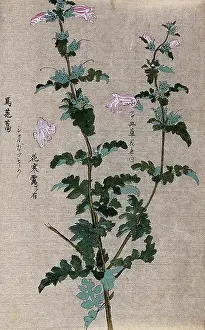 Flowering Prints: A leafy plant stem. Creator: Unknown