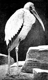Stork Prints: A Learned Judge (Tantalus Stork), 1898. Creator: Unknown