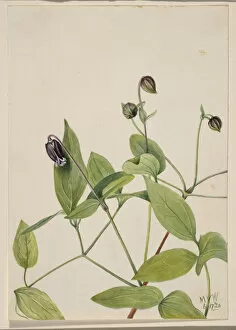Vines Gallery: Leather Flower (Clematis viorna), 1920. Creator: Mary Vaux Walcott