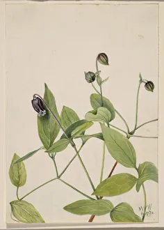 Leather Flower (Clematis viorna), 1920. Creator: Mary Vaux Walcott Leather Flower (Clematis viorna), 1920. Creator: Mary Vaux Walcott