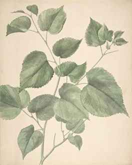 Heart Shaped Prints: Leaves, 19th century. Creator: Anon