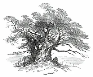 Leaves from a Sketch-Book - Bits of Kent: Yew-Tree, Horton Kirby, 1876. Creator: Unknown